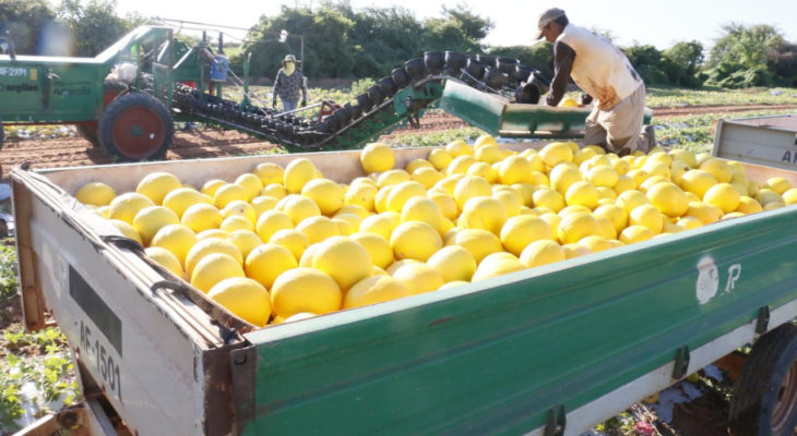 Brasil fecha acordo e melão produzido no RN pode ser exportado