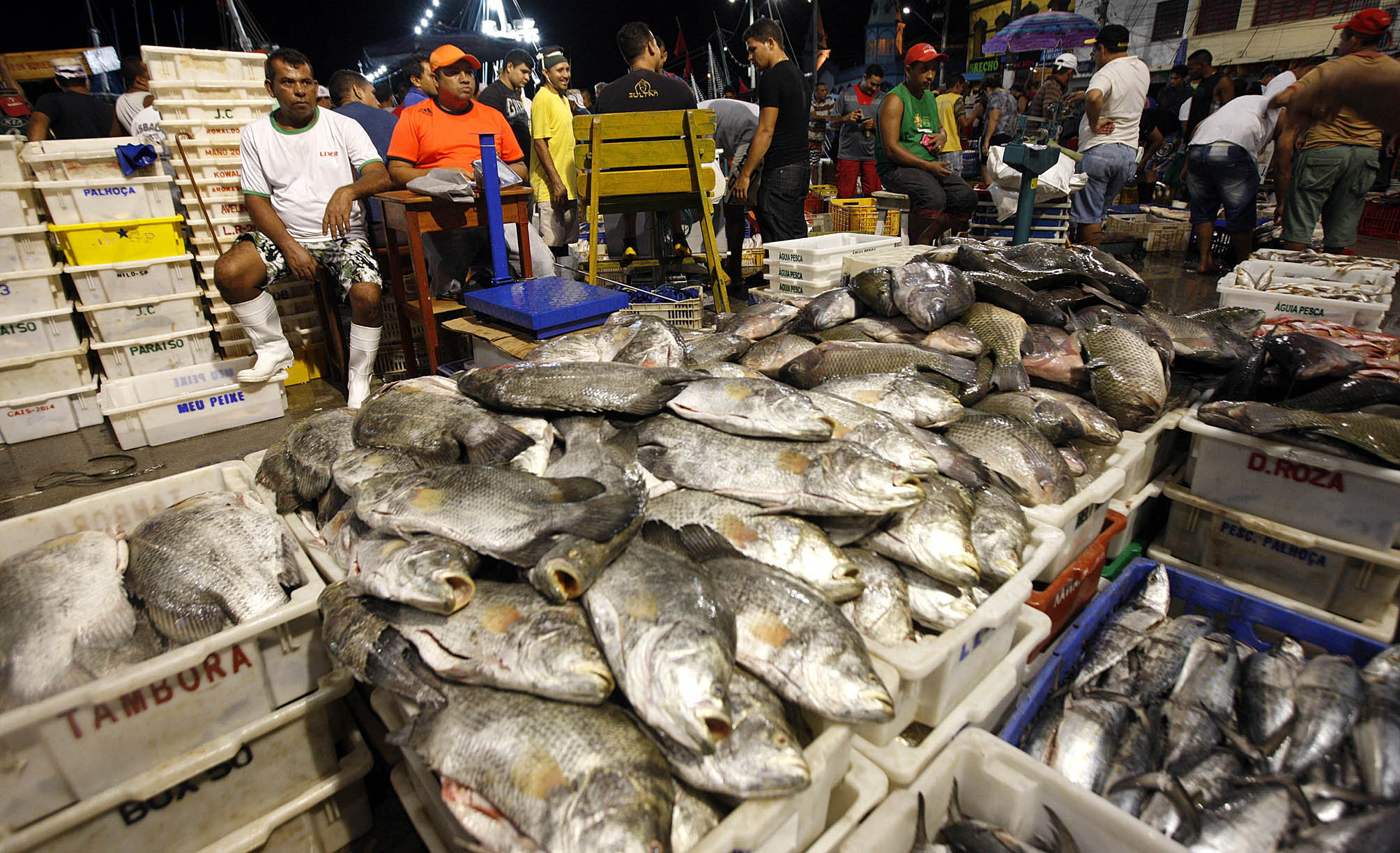 Peixe deve ficar até 2,5% mais caro na Semana Santa, aponta pesquisa