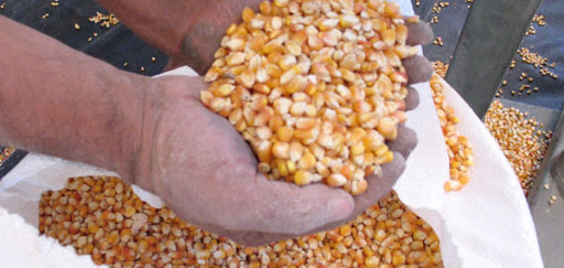 Governo começa distribuição de sementes no RN