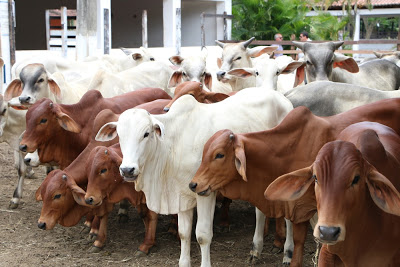 Mossoró é primeira cidade do Norte e Nordeste a aderir selo que permite venda de produtos de origem animal em todo o país
