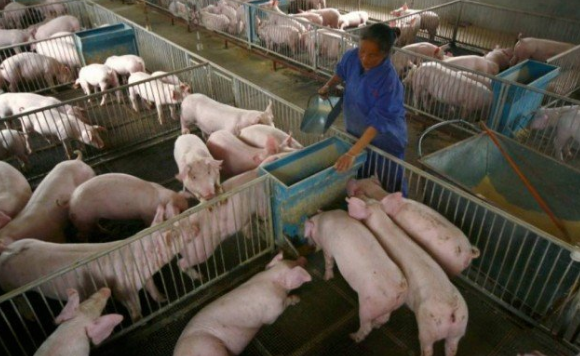 Chineses identificam, em porcos, vírus de gripe com potencial de gerar nova pandemia