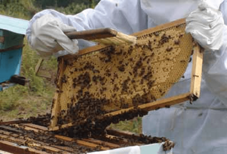 Material elaborado pelo CBMRN garante segurança e eficácia no manejo de abelhas