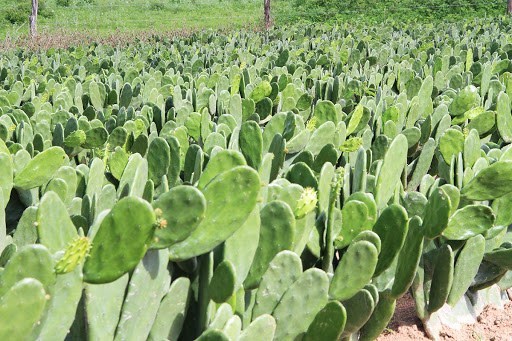 Sudene repassa R$ 400 mil para implantação de viveiros de palma forrageira no semiárido