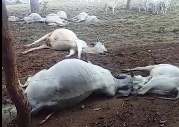 Raio mata 14 cabeças de gado em fazenda; proprietário estima prejuízo de R$ 40 mil