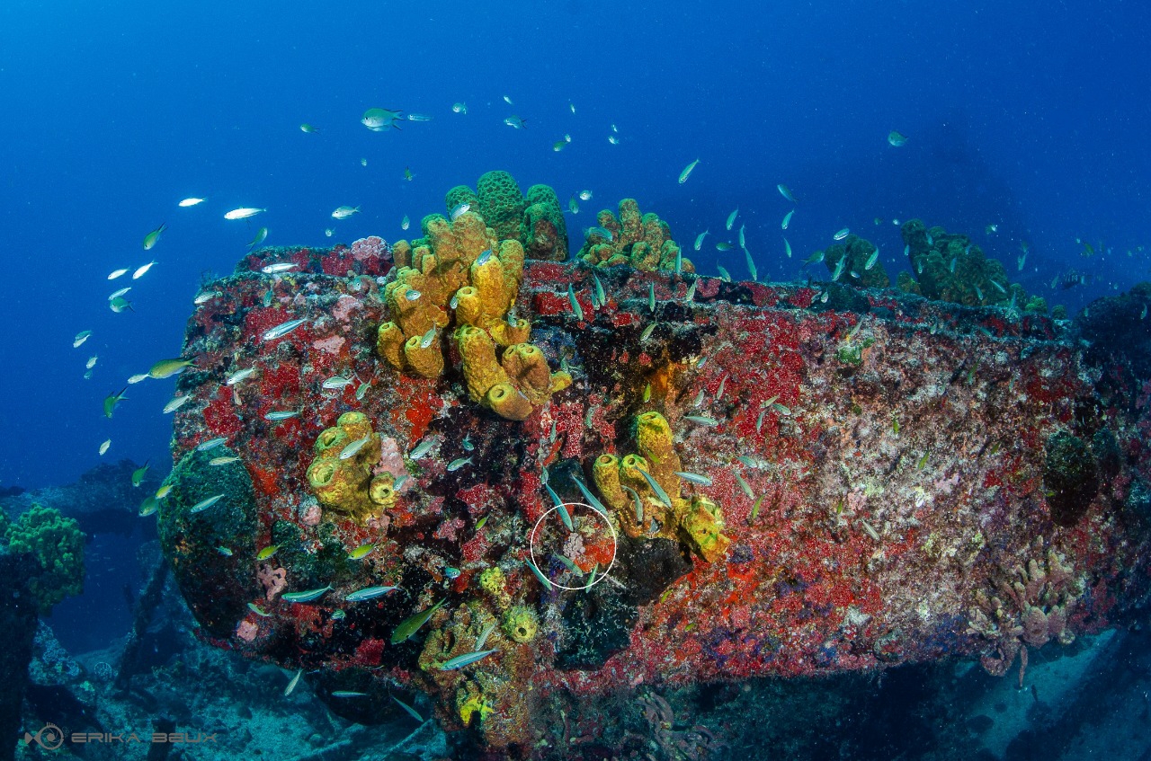 Espécie invasora de coral é identificado na APA dos Recifes de Corais