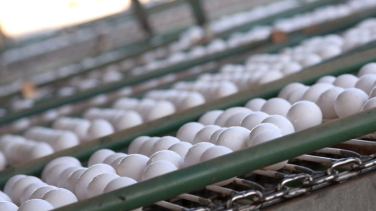 Produção de ovos de galinha no RN bate recorde em 2021