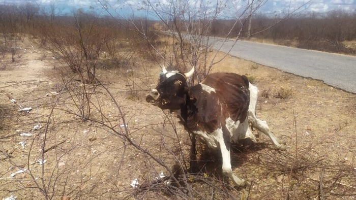 Seca: “A vaca que morreu em pé”: animal morto chama atenção de moradores no interior do RN