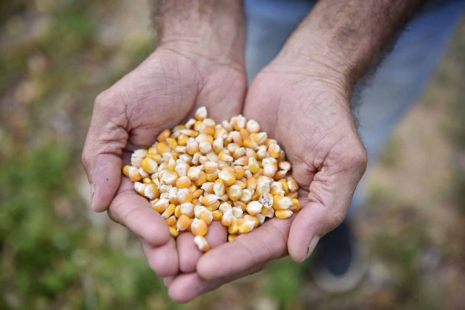 Governo distribui sementes crioulas e incentiva produção de alimentos saudáveis