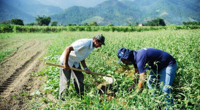 CMN facilita acesso de agricultor familiar a fundo de reforma agrária