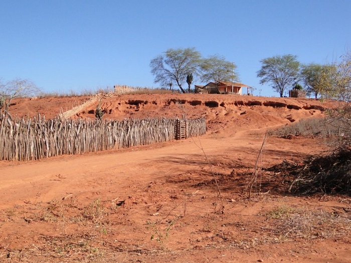 Mapa de restauração da Caatinga visa frear desmatamento, mudanças climáticas e perda de diversidade