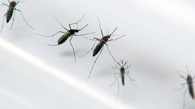 RN vive uma epidemia de casos de dengue