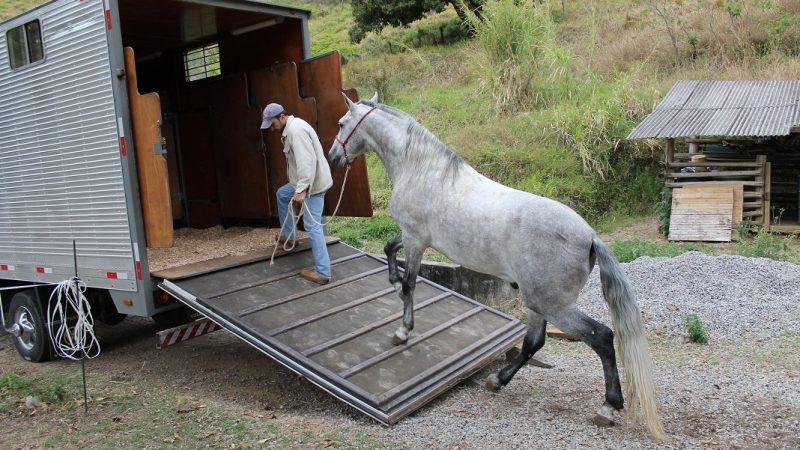 Lei de Ezequiel, Passaporte Equestre amplia validade da Guia de Transporte Animal
