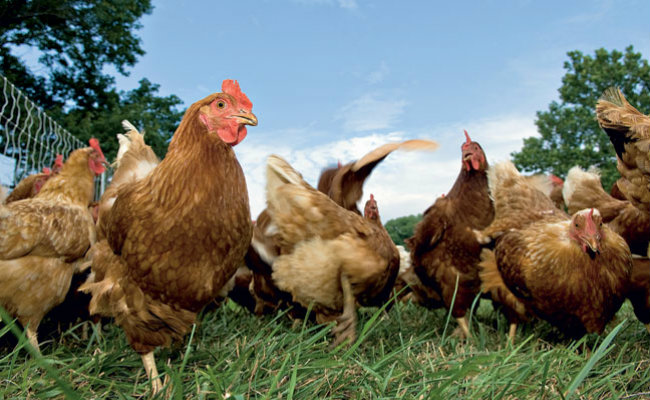 RN decreta emergência e determina monitoramento para prevenção de gripe aviária
