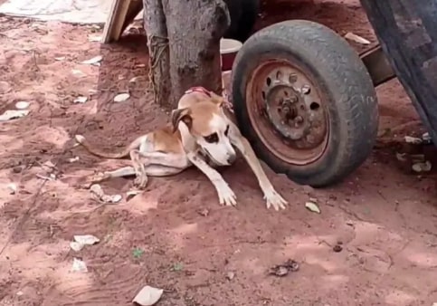 Cinomose: Entenda a doença que está em ‘surto’ e tem matado dezenas de cães em Mossoró