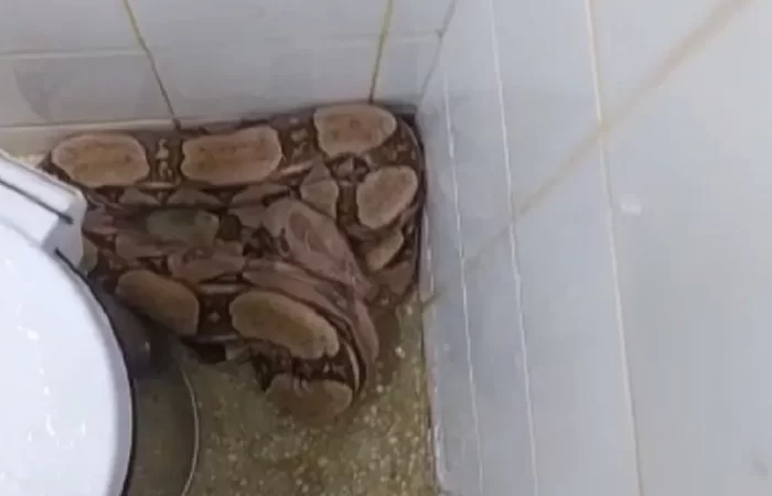Cobra jiboia é encontrada dentro de maternidade em Cerro Corá-RN