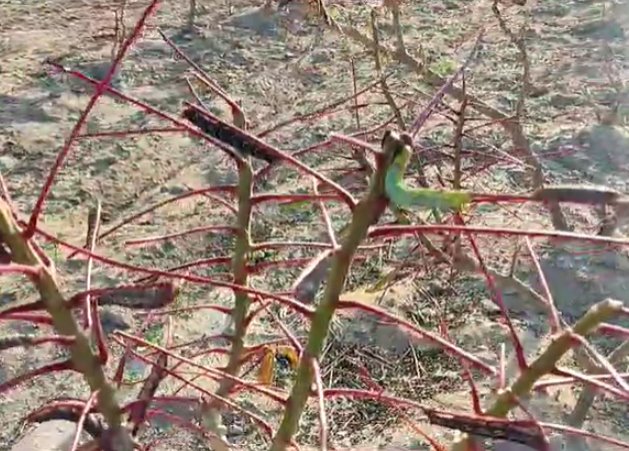 Infestação de lagartas atinge plantações de mandioca em Lagoa Nova-RN